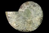 Agatized Ammonite Fossil (Half) - Madagascar #139677-1